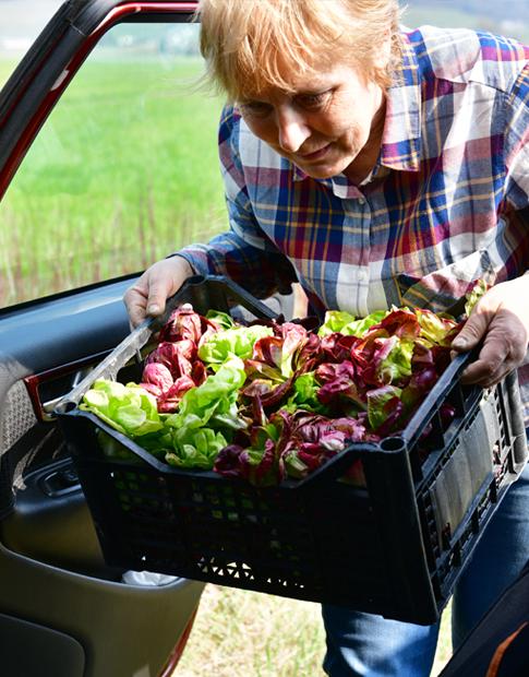 Agero - summer senior women carrying lettuce to car