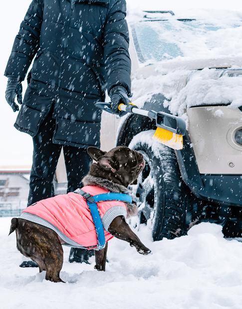 Winter - Man with French Bulldog Clearing Snow of Vehicle